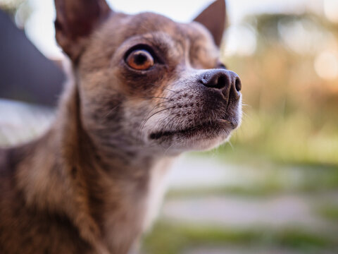 Chihuahua dog