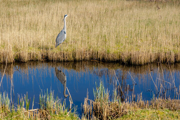 The Gray heron in its natural habitat, A bird standing on canal or ditch shore with reflection on water, Ardea cinerea is a long-legged predatory wading bird of the heron family, Living out naturally. - obrazy, fototapety, plakaty