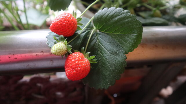 sweet and red fruits of strawberries and  design for the growth of sweet harvest season in winter