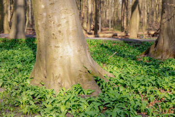 Fototapeta premium Selective focus young green plant of Allium ursinum, Ramsons (Daslook) in forest, Edible wild leek or wood garlic vegetable, Flowering plant in the amaryllis family Amaryllidaceae, Nature background.