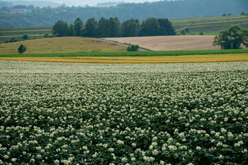 花が咲いたジャガイモ畑
