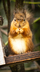 Squirrel Enjoying his nuts.