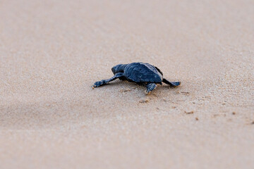 Olive Ridley Sea Turtle hatching on beach and struggling to the sea on Mirissa Beach, Sri Lanka