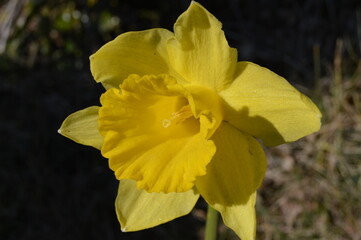 Fototapeta premium Daffodil