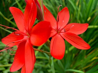 red lilly