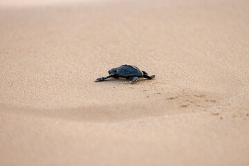 Olive Ridley Sea Turtle hatching on beach and struggling to the sea on Mirissa Beach, Sri Lanka