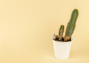 The cactus is planted in a white bucket. The concept of indoor plants.
