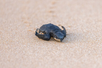 Olive Ridley Sea Turtle hatching on beach and struggling to the sea on Mirissa Beach, Sri Lanka