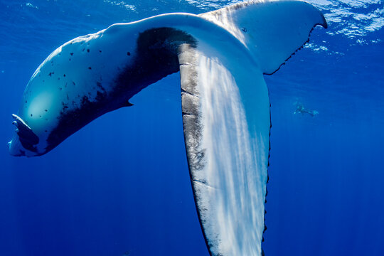 Humpback Whale Tail Underwater