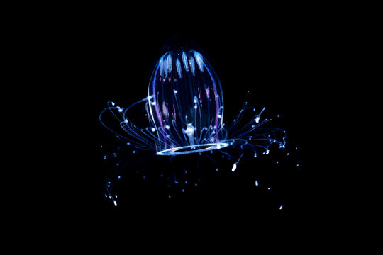 Pink Helmet Jellyfish