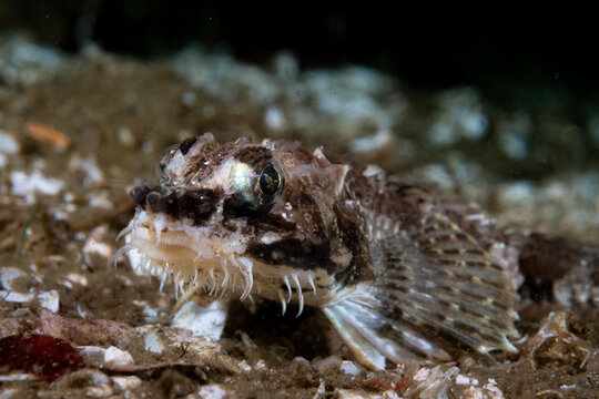 Northern Spearnose Poacher