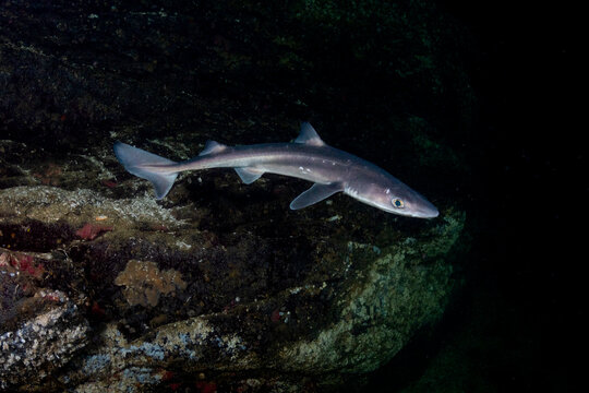 Spiny Dogfish Shark