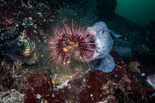 Wolf eel Eating Sea Urchin