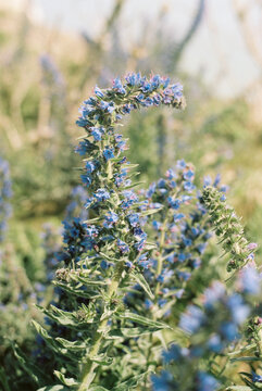 Viper's Bugloss on a coastal walk in Sussex