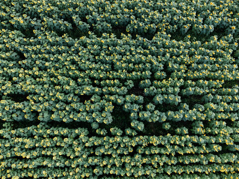 Sunflower filed view from above