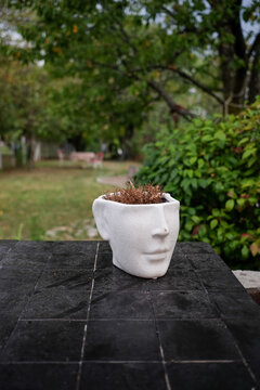 Head pant pot in the backyard