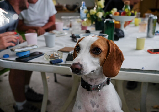 Cute dog in the backyard trying to grab attention