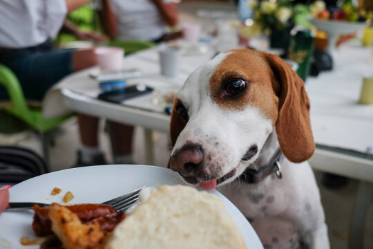 Cute dog in the backyard trying to steal food from a plate