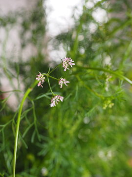 cilantro, culantro, hierba arom&aacute;tica, rama de cilantro, verde, flores, semillas, vegetales, comida latinoamericana, coriandrum sativum, coriandro, culantro europeo, perejil chino, dannia, culantro 