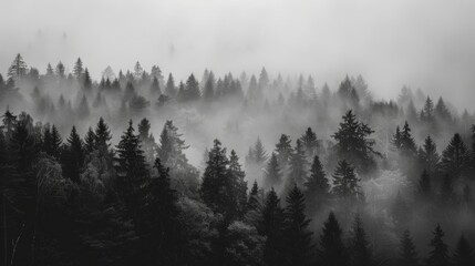 Misty forest landscape in shades of grey and black