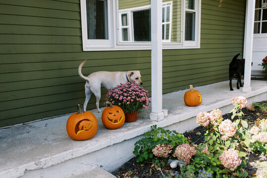 porch in autumn with dogs and pumpkin jack-o-lantern