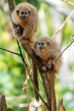 Titi Monkeys