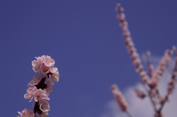 Apricot flowers in full bloom on the branches. Closeup, blue sky background,horizontal.