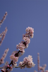 Apricot flowers in full bloom on the branches. Closeup, blue sky background,vertical.