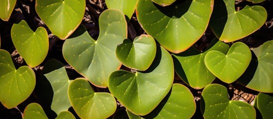 A detailed view of multiple green prickly pear leaves shaped like hearts at Boyce Thompson Arboretum in Phoenix, Arizona. The leaves are clustered together, showcasing their unique shape and vibrant