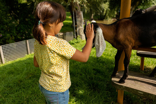 Little  girl touching a goat