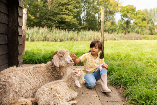 girl caressing a white sheep