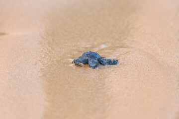 Olive Ridley Sea Turtle hatching on beach and struggling to the sea on Mirissa Beach, Sri Lanka
