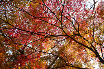 Low-angle view of the maple trees in autumn