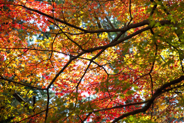 Low-angle view of the maple trees in autumn