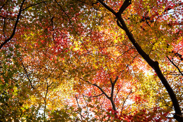Low-angle view of the maple trees in autumn
