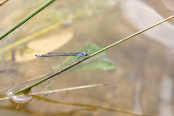 Dusky lilly-squatter (Paracercion calamorum) damselfly in Japan