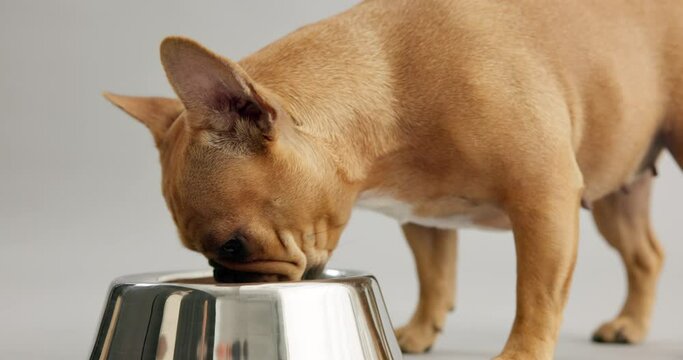 Closeup, dog and bowl to eat, nutrition for pet health as tasty breakfast on white background. Hungry, French bulldog or kibble for energy, digestion or reward in wet or dry food as diet in studio