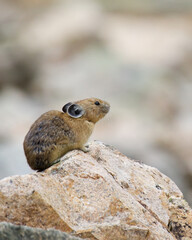 American Pika perched atop a rock - Pikas are miniature rabbit-like mammals that live in talus slides at high elevation in western North America 