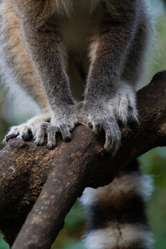 Lemur feet ans tail, in a nature reserve