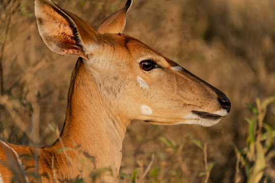 Niala travel safari sunset, Hlane, Eswatini