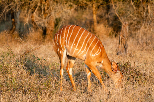 Niala travel safari sunset, Hlane, Eswatini