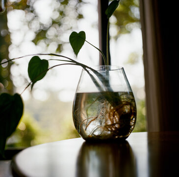 Plant in a glass of water