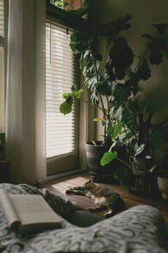 reading a book with cat in view
