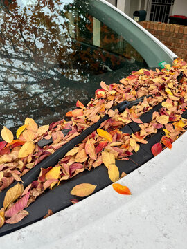Autumn Leaves on Car