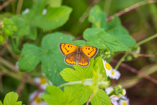 A female Large copper butterfly (Lycaena dispar) on a green leaf.