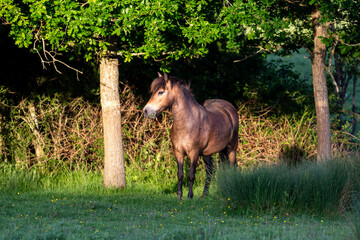 A pony standing in a field in Sussex, on a late spring evening