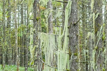 レースのカーテンのようなサルオガセの情景