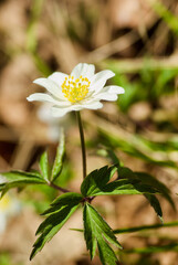 Close-up of one flowering white wood anemone in early spring.