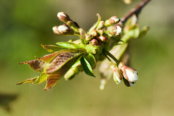 Twig of fruit tree with buds of cherry flowers and leaves in spring.