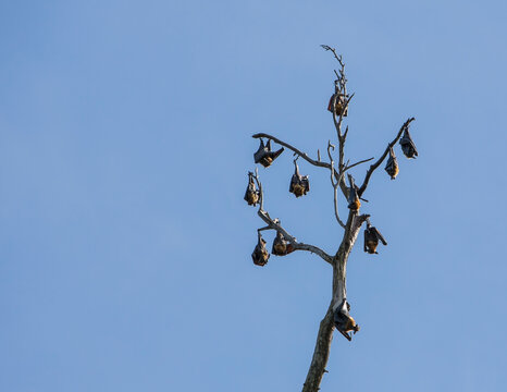 Fruit Bats
